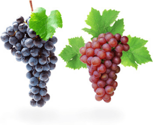 两种酿酒葡萄品种